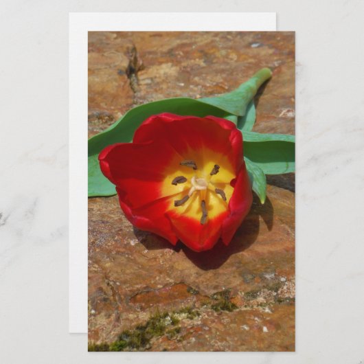 Spring Red Tulip Briefpapier (Voorkant / Achterkant)