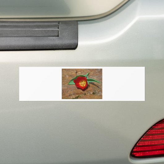 Spring Red Tulip Bumpersticker (Op auto)