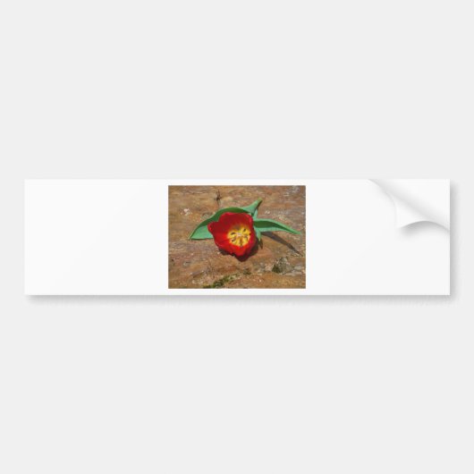 Spring Red Tulip Bumpersticker (Voorkant)
