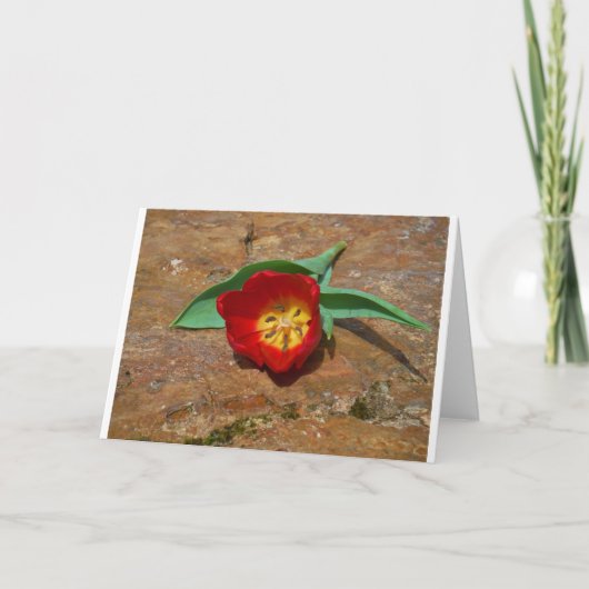 Spring Red Tulip Feestdagen Kaart (Voorkant)