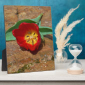 Spring Red Tulip Fotoplaat (Zijkant)