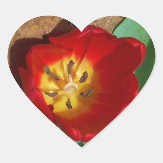 Spring Red Tulip Hart Sticker (Voorkant)
