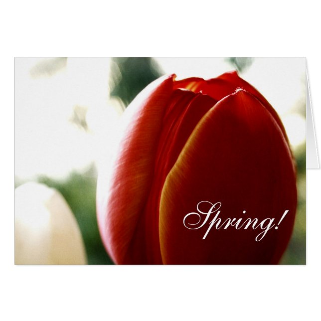 Spring Red Tulip Kaart (Voorkant Horizontaal)