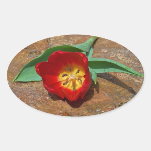 Spring Red Tulip Ovale Sticker (Voorkant)