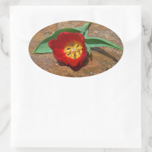 Spring Red Tulip Ovale Sticker (Tas)