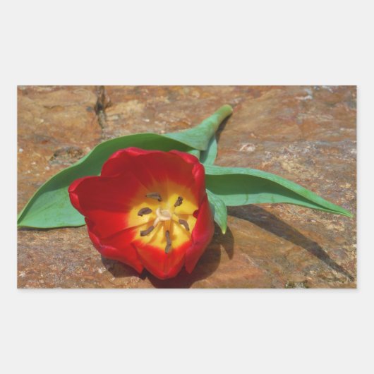 Spring Red Tulip Rechthoekige Sticker (Voorkant)