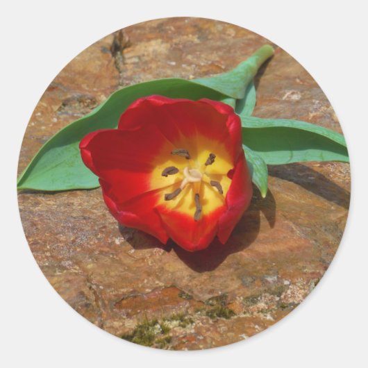 Spring Red Tulip Ronde Sticker (Voorkant)