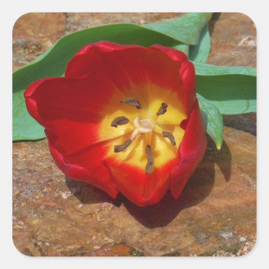 Spring Red Tulip Vierkante Sticker (Voorkant)