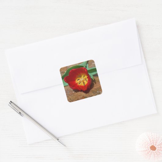 Spring Red Tulip Vierkante Sticker (Envelop)