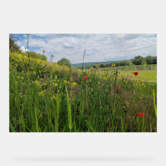 Spring riverside fotografie acryl bord (Voorkant)