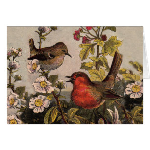 Spring Robin Birds Red Birding