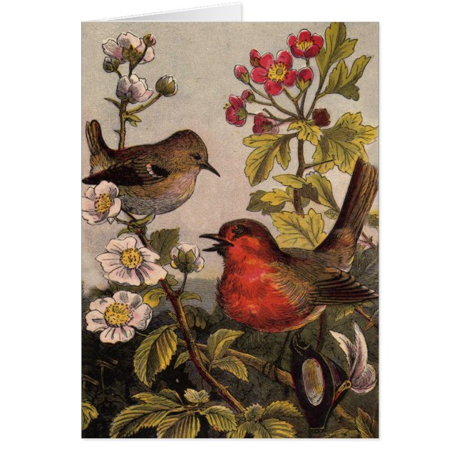 Spring Robin Birds Red Birding (Voorkant)