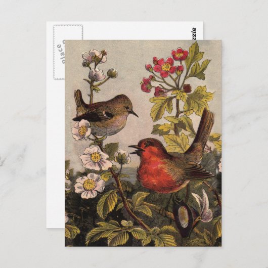 Spring Robin Birds Red Birding Briefkaart (Voorkant / Achterkant)
