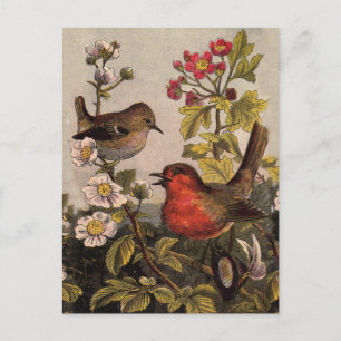 Spring Robin Birds Red Birding Briefkaart