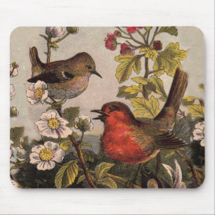 Spring Robin Birds Red Birding Muismat