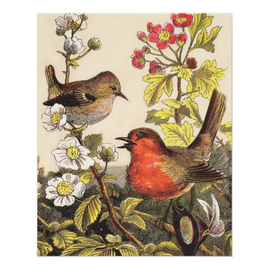 Spring Robin Birds Red Birding Poster (Voorkant)