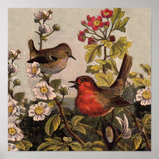 Spring Robin Birds Red Birding Poster (Voorkant)