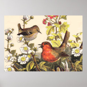 Spring Robin Birds Red Birding Poster