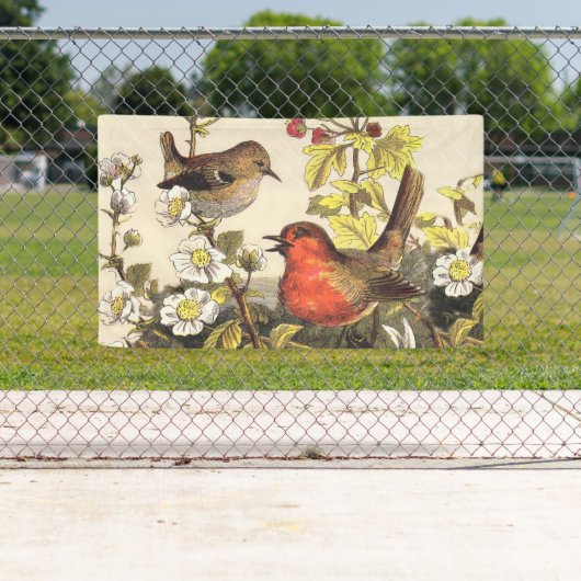 Spring Robin Birds Red Birding Spandoek (Insitu)