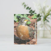 Spring Robin Briefkaart (Staand voorkant)