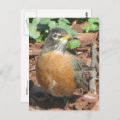 Spring Robin Briefkaart (Voorkant / Achterkant)