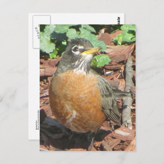 Spring Robin Briefkaart (Voorkant / Achterkant)