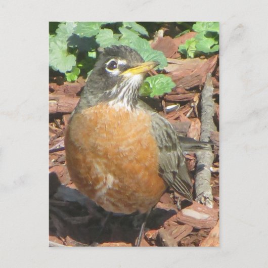 Spring Robin Briefkaart (Voorkant)
