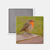 Spring Robin Magneet (Voorkant / Achterkant)