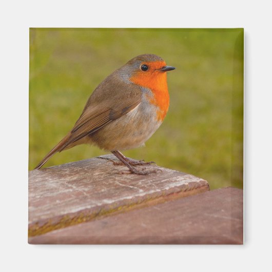 Spring Robin Magneet (Voorkant)