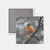 Spring Robin-magneet Magneet (Voorkant / Achterkant)