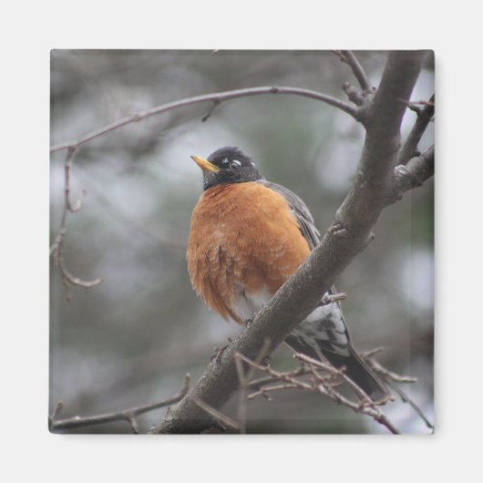 Spring Robin-magneet Magneet (Voorkant)