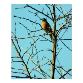 Spring Robin Perfect Poster