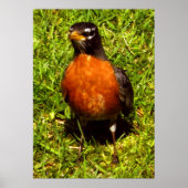 Spring Robin Poster (Voorkant)