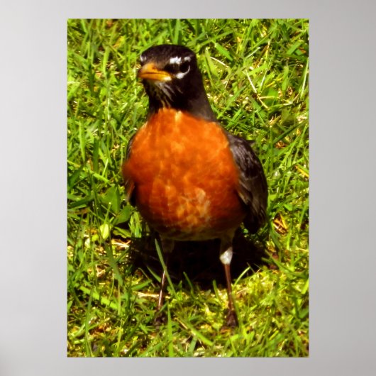 Spring Robin Poster (Voorkant)