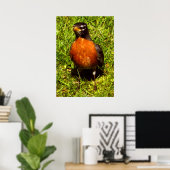 Spring Robin Poster (Thuiskantoor)