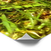 Spring Robin Poster (Hoek)