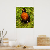 Spring Robin Poster (Keuken)