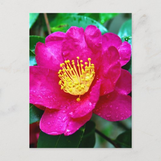 Spring roze briefkaart (Voorkant)