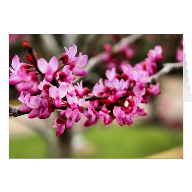 Spring roze Kaart (Voorkant Horizontaal)