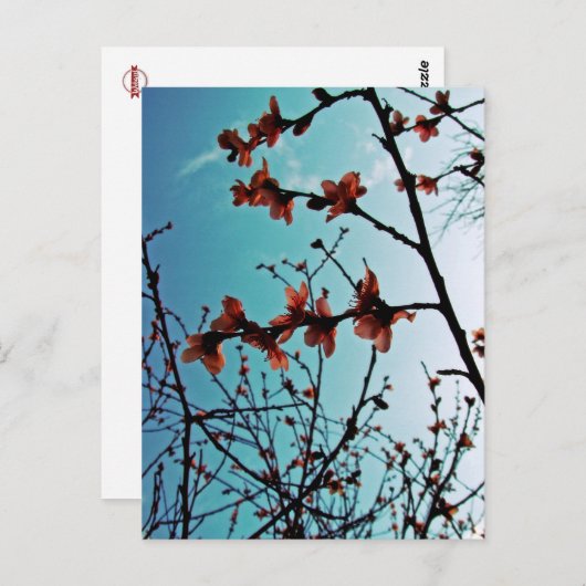 Spring Skies Briefkaart (Voorkant / Achterkant)