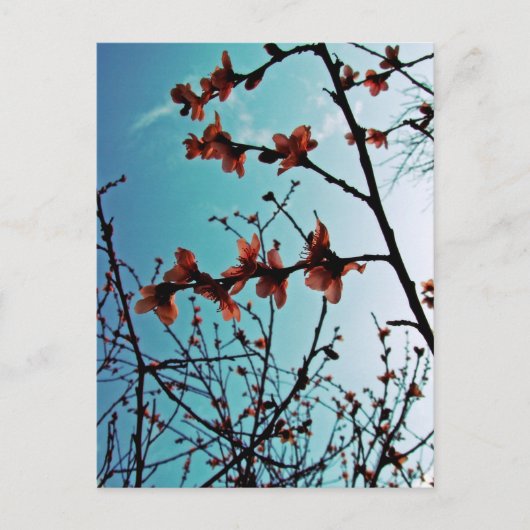 Spring Skies Briefkaart (Voorkant)