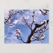 Spring Sky Blossom Briefkaart (Voorkant)