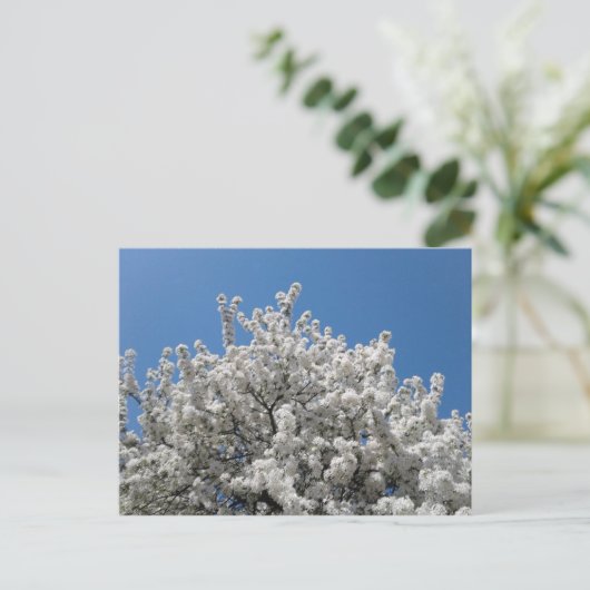Spring Snow Crabapple Tree in Bloom Briefkaart (Staand voorkant)