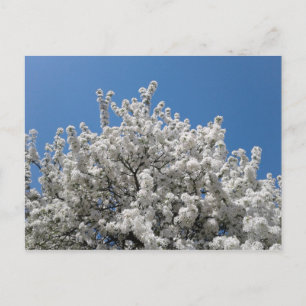 Spring Snow Crabapple Tree in Bloom Briefkaart