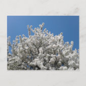 Spring Snow Crabapple Tree in Bloom Briefkaart (Voorkant)