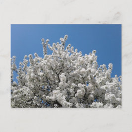 Spring Snow Crabapple Tree in Bloom Briefkaart