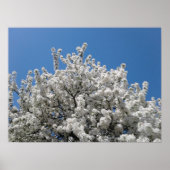 Spring Snow Crabapple Tree in Bloom Poster (Voorkant)