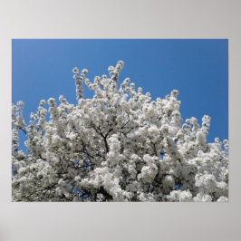Spring Snow Crabapple Tree in Bloom Poster