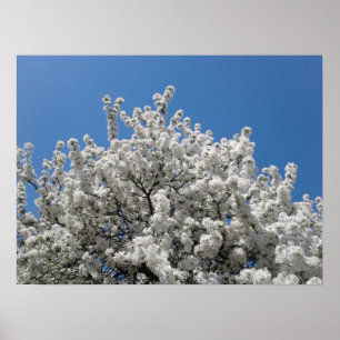 Spring Snow Crabapple Tree in Bloom Poster