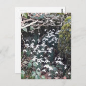 Spring Snowdrops Briefkaart (Voorkant / Achterkant)